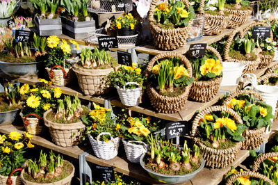 Plants and flowers in baskets at market for sale