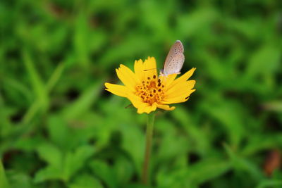 Close-up of butterfly on yellow flower blooming outdoors