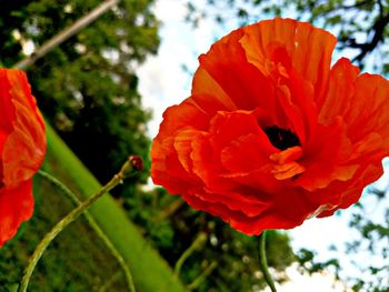 Close-up of red flower
