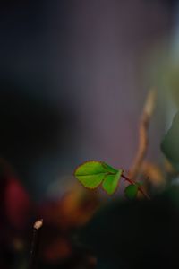 Close-up of plant