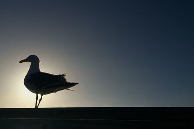 Low angle view of bird perching against clear sky