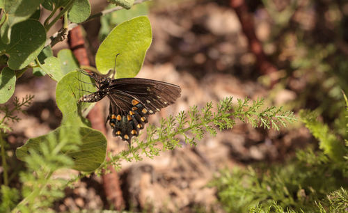 Close-up of butterfly on plant