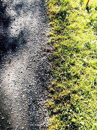 High angle view of tree on road