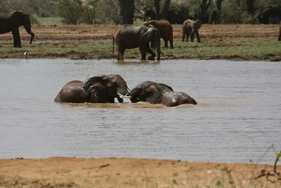 Horses in water