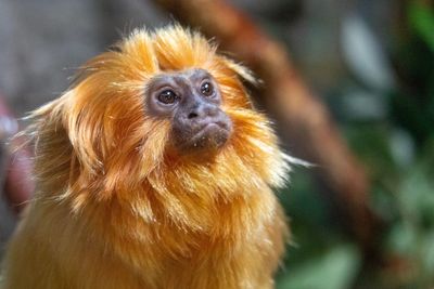 Close-up of monkey looking away