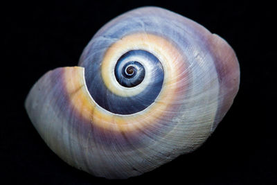 Close-up of seashell on black background