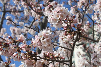 Close-up of cherry blossoms in spring