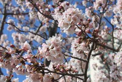 Low angle view of cherry blossoms