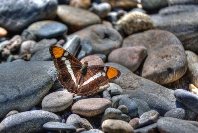 Close-up of butterfly on pebbles