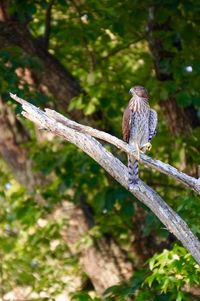 Close-up of bird perching on branch