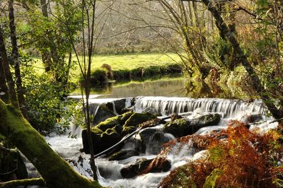 Scenic view of waterfall in forest