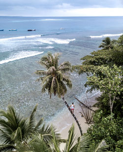 High angle view of coconut palm trees on beach against sky