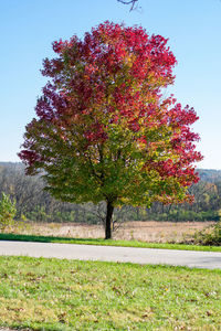 Tree on field against sky
