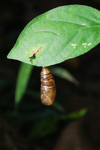 Close-up of green leaf on plant