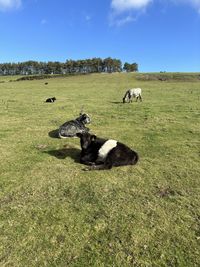 Cow on grassy field against sky