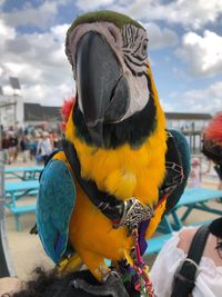 Intelligent and curious blue and yellow parrot with harness by the pier.