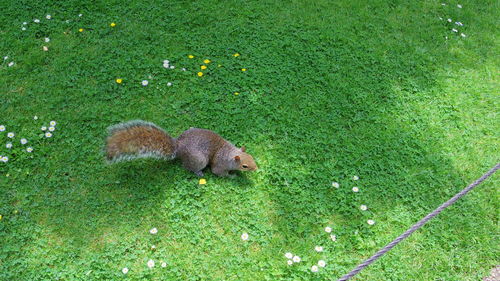 High angle view of squirrel on field