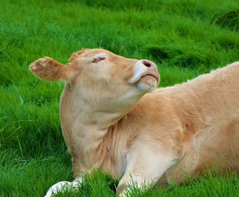 Brown cow lying on a lush green field