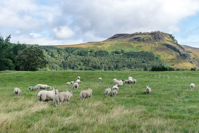 Flock of sheep on grassy field against sky