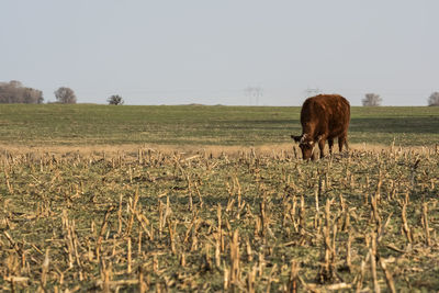 Horse grazing on field against clear sky