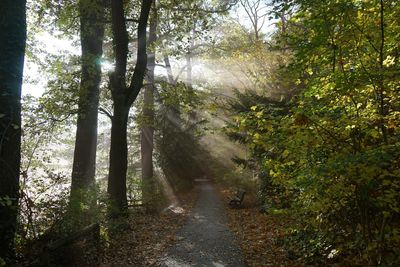 Footpath amidst trees in forest