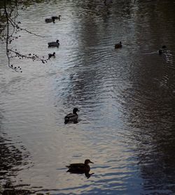 Ducks swimming on lake