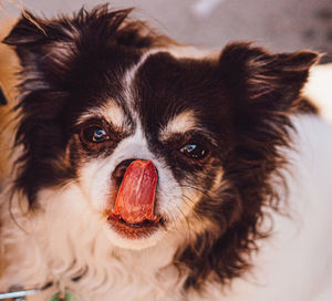 Close-up portrait of chihuahua