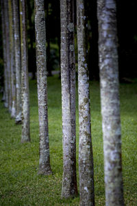 Close-up of tree trunks in field