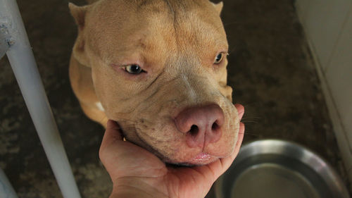 Close-up portrait of a dog