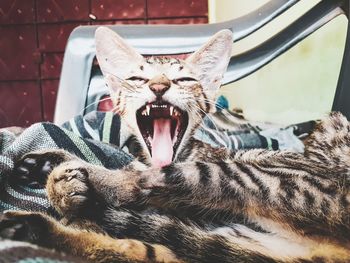 Close-up of cat yawning