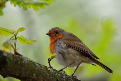 Low angle close-up of robin perching on branch