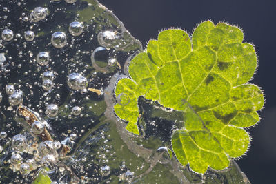 Close-up of leaves