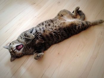 High angle view of cat stretching on hardwood floor