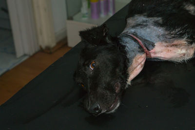 High angle view of dog at home