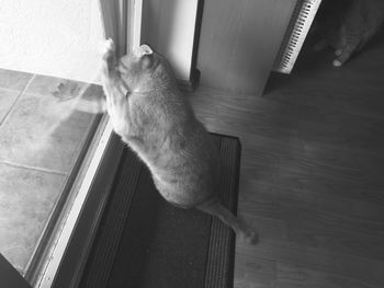 High angle view of cat sitting on hardwood floor