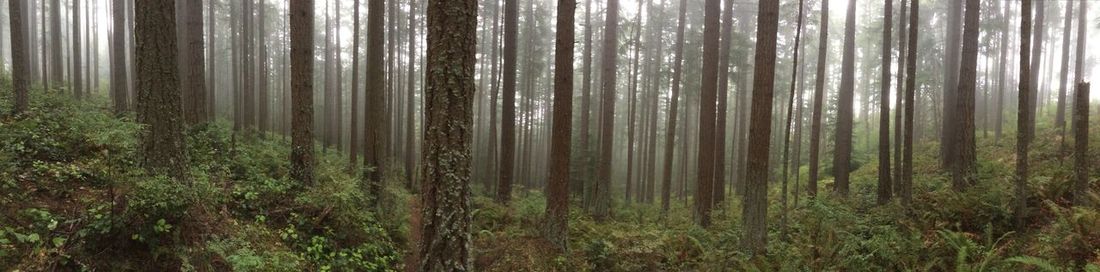 Panoramic view of trees growing on field in forest