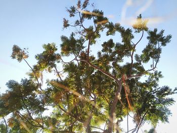 Low angle view of trees against sky