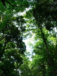 Low angle view of trees