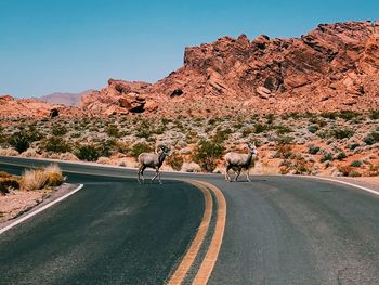 Mouflons on the desert road against clear sky