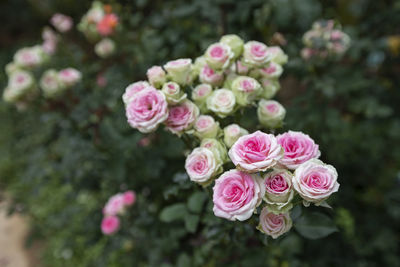 Close up of a roses in garden