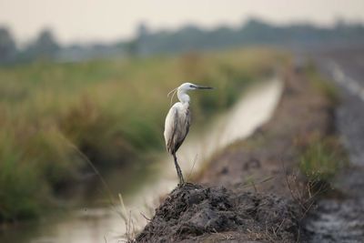 Bird perching on rock