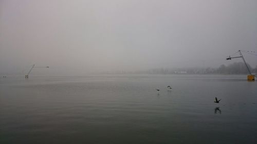 View of birds in calm sea