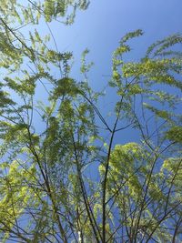 Low angle view of trees against sky