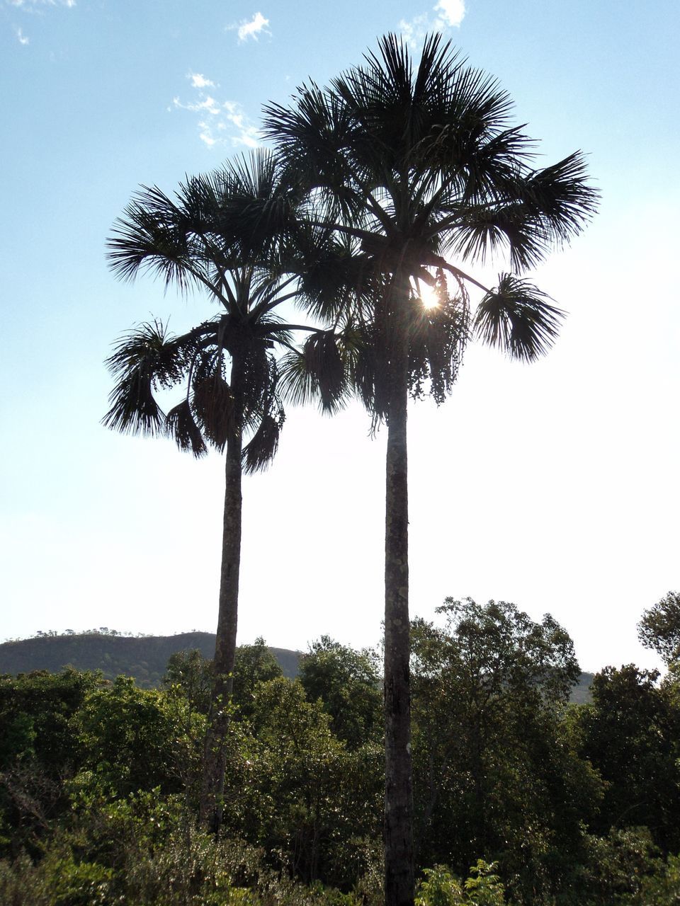 LOW ANGLE VIEW OF PALM TREES AGAINST CLEAR SKY