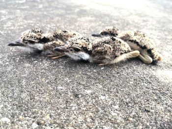 Close-up of squirrel eating