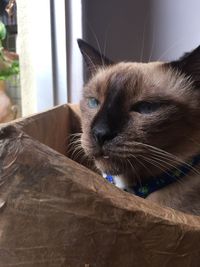 Close-up of cat at home