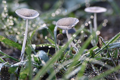 Close-up of mushrooms growing on land