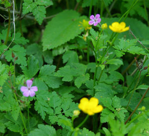 Close-up of purple flowering plants