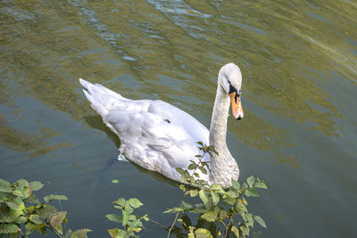 High angle view of swans swimming in lake