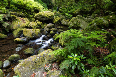 Stream flowing through rocks in forest